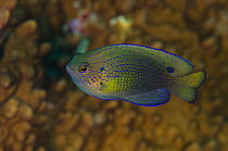 Damselfish (Pomacentrus sp) Rainbow Reef, Fiji, South Pacific.