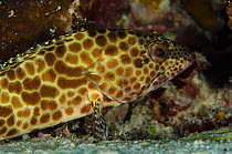 Honeycomb grouper (Epinephelus merra) Rainbow Reef, Fiji, South Pacific.