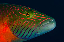 Linedcheeked wrasse (Oxycheilinus digrammus) Rainbow Reef, Fiji, South Pacific.