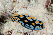 Painted phyllidia (Phyllidia picta) Rainbow Reef, Fiji, South Pacific.