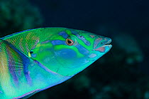 Pastel ring wrasse (Hologymnosus doliatus) Rainbow Reef, Fiji, South Pacific.
