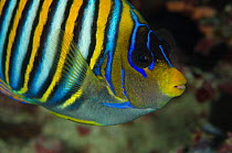 Regal angelfish (Pygoplites diacanthus) Rainbow Reef, Fiji, South Pacific.