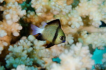 Reticulated dascyllus (Dascyllus reticulatus) Rainbow Reef, Fiji, South Pacific.