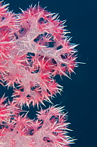 Soft coral (Dendronephthya sp) Rainbow Reef, Fiji, South Pacific.