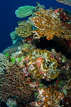 Giant clam (Tridacna sp) Rainbow Reef, Fiji, South Pacific.