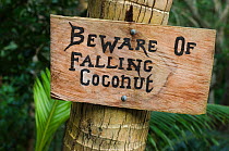 Sign warning of falling coconuts, Fiji, South Pacific, July 2014.