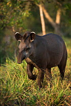 Brazilian tapir (Tapirus terrestris) walking. Northern Pantanal, Mato Grosso, Brazil.
