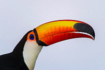 Toco toucan (Ramphastos toco) portrait. Northern Pantanal, Mato Grosso, Brazil.