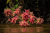 Pink flowers (Triplaris sp) at edge of water, Northern Pantanal, Mato Grosso, Brazil.