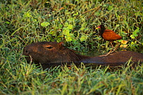 Capybara (Hydrochoerus hydrochaeris) with Wattled jacana (Jacana jacana) on back. Northern Pantanal, Mato Grosso, Brazil.