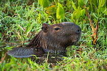 Capybara (Hydrochoerus hydrochaeris) portrait. Northern Pantanal, Mato Grosso, Brazil.
