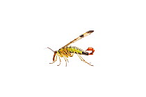 Male Scorpion Fly (Panorpa germanica), garden in Barnt Green, Worcestershire, UK, June. meetyourneighbours.net project