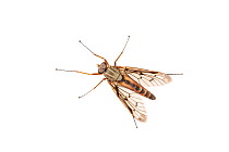 Snipe fly (Rhagio scolopacea), garden in Barnt Green, Worcestershire, UK, May. meetyourneighbours.net project
