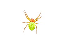Cucumber green spider (Araniella cucurbitina), UK, July. meetyourneighbours.net project