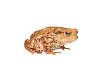 Common toad (Bufo bufo), garden in Barnt Green, Worcestershire, UK, July. meetyourneighbours.net project