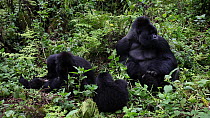 Family of Mountain gorillas (Gorilla gorilla beringei) with a silverback, grooming and looking around, part of the HIrwa Gorilla Group, Volcanoes National Park, Rwanda.