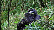 Mountain gorilla (Gorilla gorilla beringei) feeding, part of the Agashya Gorilla Group, Volcanoes National Park, Rwanda.