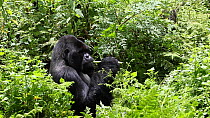 Silverback Mountain gorilla (Gorilla gorilla beringei) feeding on wild celery, part of the Susa Gorilla Group, Volcanoes National Park, Rwanda.