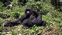 Mountain gorilla (Gorilla gorilla beringei) playing, rolling down a slope, part of the Amahoro Gorilla Group, Volcanoes National Park, Rwanda.