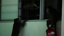 Group of Long-tailed macaques (Macaca fascicularis)  breaking into a room through a window, Bako NP, Sarawak, Borneo, Malaysia.