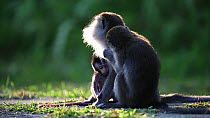 Long-tailed macaques (Macaca fascicularis) grooming, with baby playing nearby, Bako NP, Sarawak, Borneo, Malaysia.