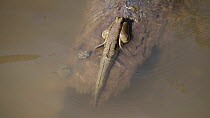 Mudskipper (Periophtalme) in mangrove swamp, Bako NP, Sarawak, Borneo, Malaysia.