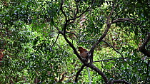 Proboscis monkey (Nasalis larvatus) urinating and climbing, Forest of Bako NP, Sarawak, Borneo, Malaysia.