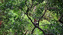 Proboscis monkey (Nasalis larvatus) climbing, Forest of Bako NP, Sarawak, Borneo, Malaysia.