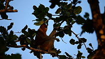 Proboscis monkey (Nasalis larvatus) feeding in a tree, Bako NP, Sarawak, Borneo, Malaysia.
