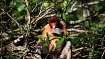 Proboscis monkey (Nasalis larvatus) feeding in a tree, Bako NP, Sarawak, Borneo, Malaysia.