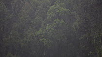 View overlooking a rainforest canopy, with clouds and heavy rain, Danum Valley Conservation Area, Sabah, Borneo, Malaysia.