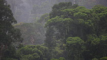 View overlooking a rainforest canopy, with clouds and heavy rain, Danum Valley Conservation Area, Sabah, Borneo, Malaysia.
