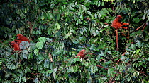 Red leaf monkeys (Presbytis rubicunda) feeding in the canopy, Danum Valley Conservation Area, Sabah, Borneo, Malaysia.