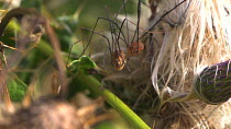 Male Harvestman (Leiobunum rotundum) chasing a female and attempting to force mate with her, Bristol, England, UK, September.