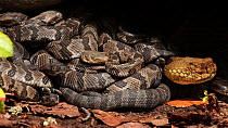 Female Timber rattlesnake (Crotalus horridus) at nest site with newborn young, Pennsylvania, USA, September.