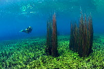 Scuba diver with reed thickets, Lago di Capo D'Acqua, Capestrano, Aquila, Abruzzo, Italy, May 2006.