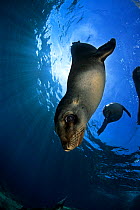 California sea lions (Zalophus californianus) underwater, Los Islotes, Sea of Cortez, Baja California, Mexico, East Pacific Ocean.