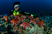 Scuba diver with Panamic cushion seastars (Pentaceraster cumingi) Sea of Cortez, Baja California, Mexico, East Pacific Ocean.