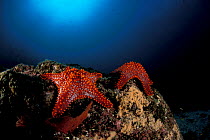 Panamic cushion seastars (Pentaceraster cumingi) Sea of Cortez, Baja California, Mexico, East Pacific Ocean.
