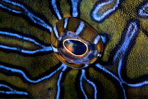 Eye of Giant hawkfish (Cirrhitus rivulatus) Sea of Cortez Baja California, Mexico, East Pacific Ocean.
