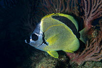 Barberfish (Johnrandallia nigrirostris) Sea of Cortez, Baja California, Mexico, East Pacific Ocean.