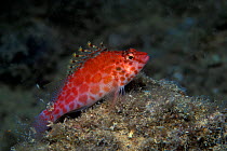 Coral hawkfish (Cirrhitichthys oxycephalus) Sea of Cortez, Baja California, Mexico, East Pacific Ocean.