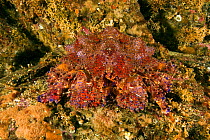 Puget Sound king crab, (Lopholithodes mandtii), Alaska, United States, North Pacific Ocean.