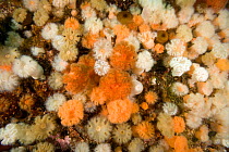 Plumose anemone (Metridium senile), Alaska, North Pacific Ocean.