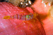 Candy-striped shrimp (Lebbeus grandimanus) on Crimson anemone (Cribrinopsis fernaldi), Alaska, United States, North Pacific Ocean.