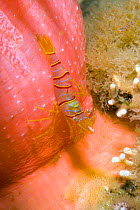 Candy-striped shrimp (Lebbeus grandimanus) on Crimson anemone (Cribrinopsis fernaldi), Alaska, United States, North Pacific Ocean.