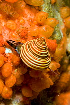 Blue top snail (Calliostoma ligatum), Alaska, United States, North Pacific Ocean.