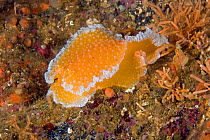 Orange peel nudibranch (Tochuina tetraquetra), Alaska, United States, North Pacific Ocean.