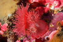 Brooding anemone (Epiactis prolifera), Alaska, United States, North Pacific Ocean.