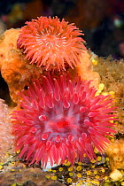 Two species of anemone, the orange a brooding anemone (Epiactis prolifera), Alaska, United States, North Pacific Ocean.